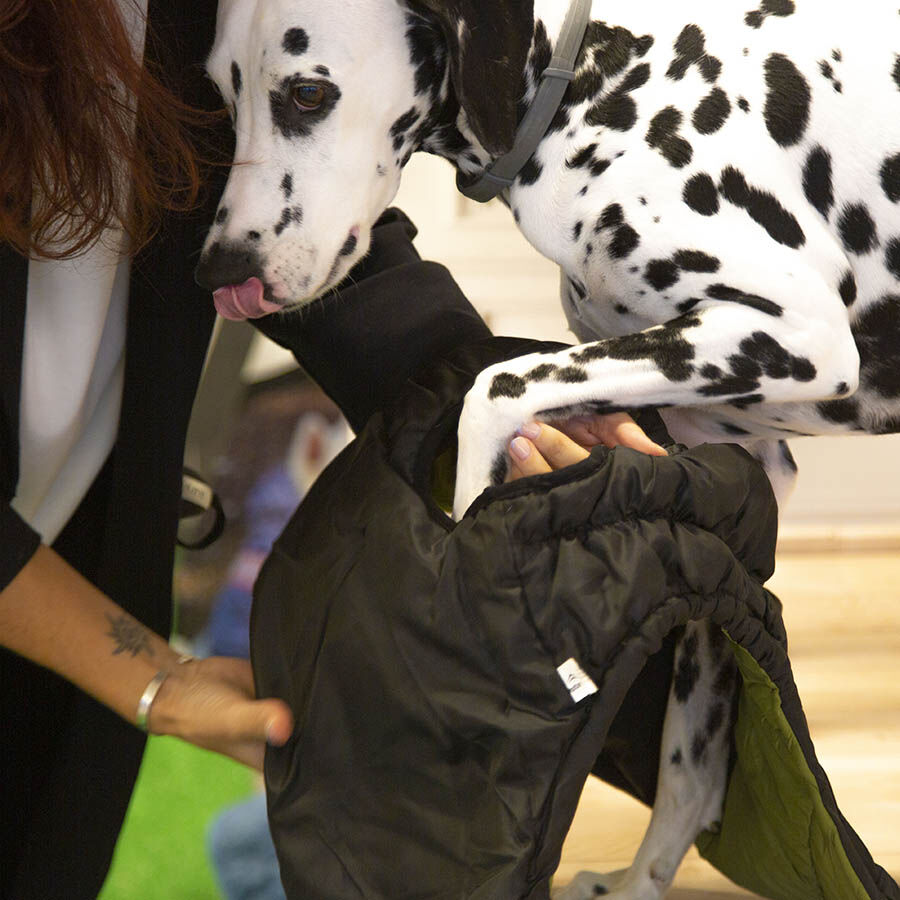 Outech White Mountain Abrigo para perros, , large Imagen numero 4